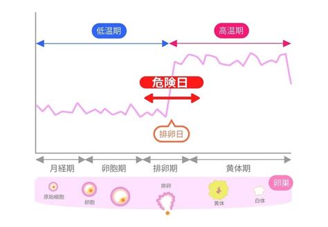 妊娠危険日計算|安全日と危険日計算ツール｜生理周期に基づく排卵日予